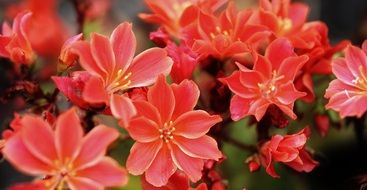 pink flower bed in the garden
