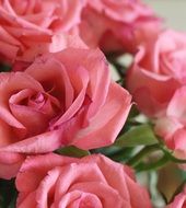 Macro picture of natural roses