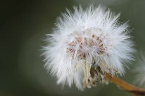 white fluffy summer dandelion