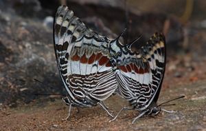 Macro picture of pair of butterflies