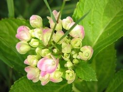 hydrangea flower in the summer garden close-up on blurred background