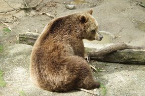 delightful brown bear