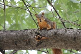 Photo of the squirrel on the tree