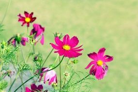 summer bright pink flowers close up