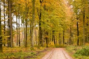 Forest path among the autumn trees