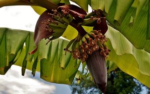 a flower of banana