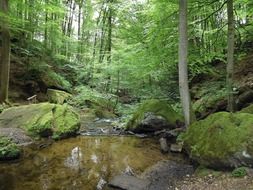Forest in the Karlstal