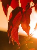 wine partner leaves