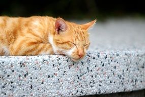 red cat sleeping on a stone