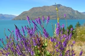 lake wanaka, new zealand