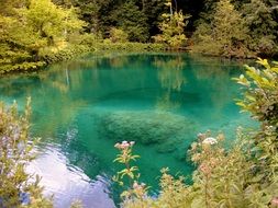clear water in forest lake, croatia, plitvice