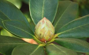 closeup photo of rhododendron bud plant