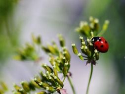 close up of red ladybug