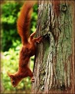 red squirrel climb down trunk