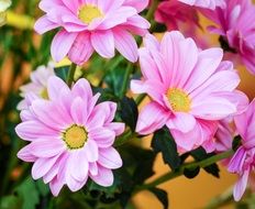 striking flowers closeup