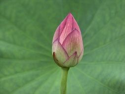 closeup photo of pink Bud of the lotus