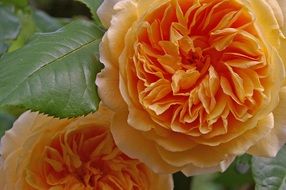 closeup photo of Thomas is an English rose