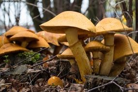 Yellow and brown mushrooms among the colorful leaves in an autumnal forest