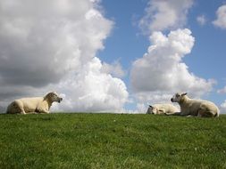 sheep rest, netherlands