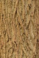 tree bark structure macro photo