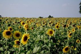 Field of sunflowers on a sunny day