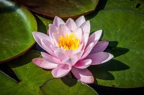 pink water lily on a lake closeup