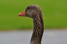 Profile portrait of a grey farm goose at blurred background with grass