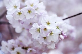 White cherry flowers on the branches