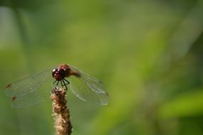 Photo of the dragonfly on the plant