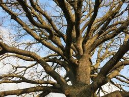 old bare oak tree