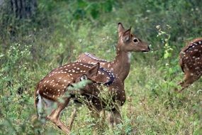 deer among green grass in the forest
