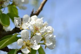 white buds on the tree
