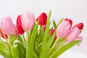 beautiful tulips bouquet