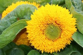 curly sunflower bud