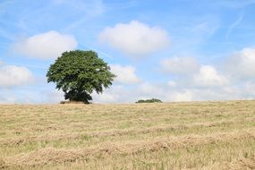 Trees on the yellow field