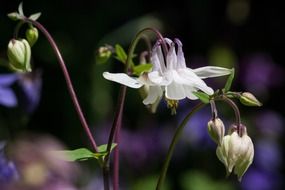 columbine delicate flower