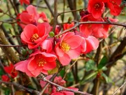bright pink flowers on a bush