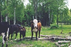 domestic farm cows
