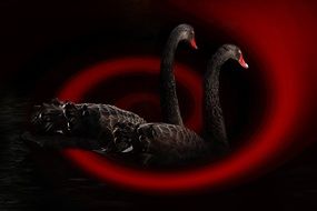 black swans in black space