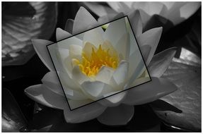 white lily close up in monochrome