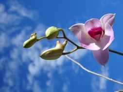 Pink orchid flower in nature