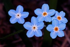 blue forget-me-nots in nature