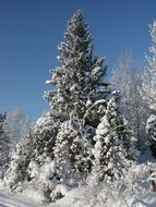 forest in snow, sweden