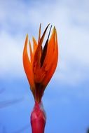 bird of paradise red flower