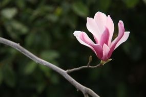 magnolia flower on a branch