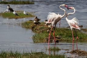 Pink flamingo birds playinh near the water