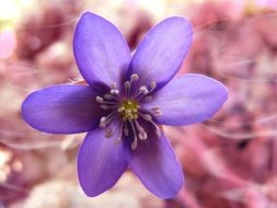 purple anemone close-up
