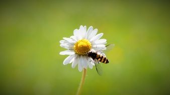 flying insect on white daisy