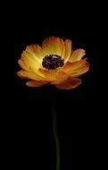 ranunculus yellow orange spring in black space