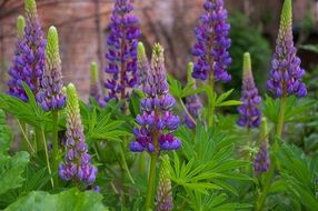 delightful lupins